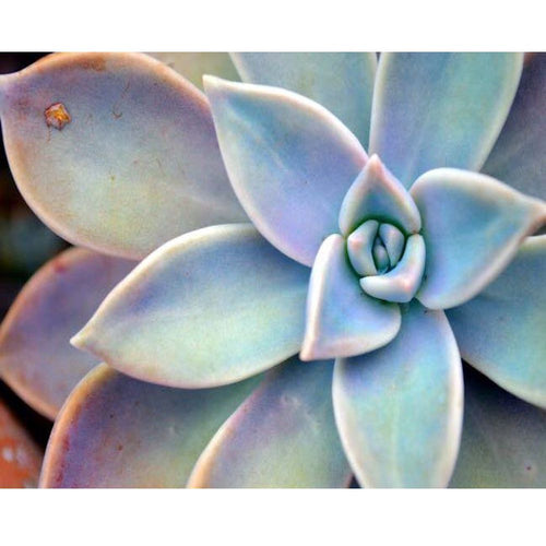 Echeveria bloem