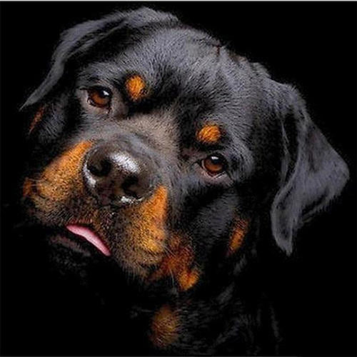 Rottweiler Diamond painting | Eigen foto | Dieren | Kopen | Dikke dames | Action | Nederland | Steentjes | Diamant | De Diamond Painter